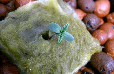What do cannabis seeds look like