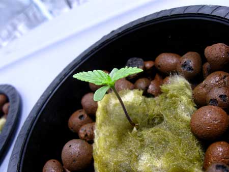 Sprouting weed seeds in soil