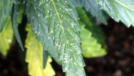 Spider mites leave small yellow or white specks on cannabis leaves that are round looking. Don't ignore the signs of bugs. Act quickly!