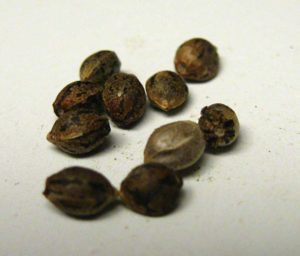 Finding seeds in good weed