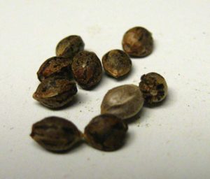 Example of healthy cannabis seeds