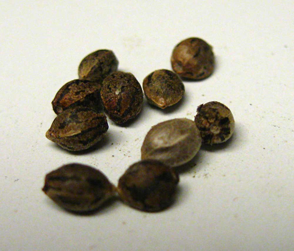 cannabis seeds