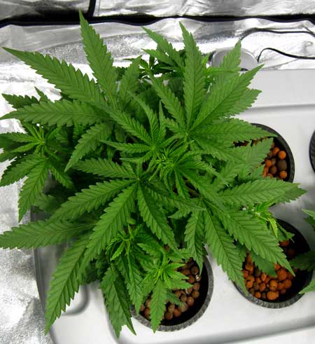 How to plant cannabis seeds indoors