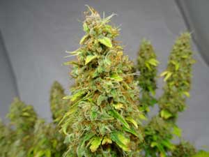 Ready To Harvest Marijuana plant