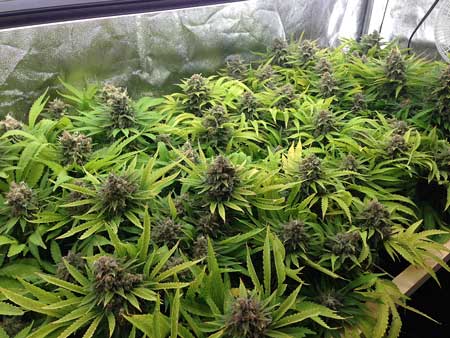 Fluorescent light bulbs for growing weed