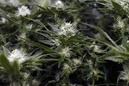 Example of cannabis plant with buds that are still not ready to harvest. Despite that they're already starting to smell!