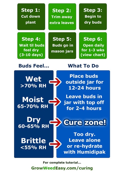 Learn how to dry and cure your buds perfectly every time with this cheat sheet to curing!