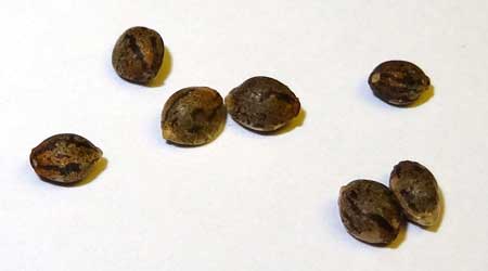 This closeup shows feminized cannabis seeds that I ordered online from Amsterdam