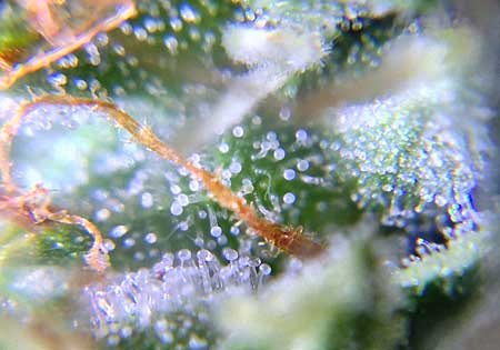 Milky white trichomes on this cannabis plant show it's ready for harvest!