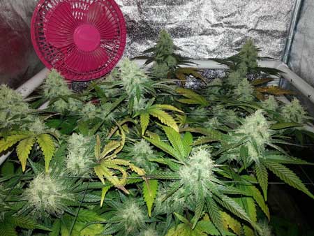 Cannabis plants don't need as much nutrients after week 6 of flowering