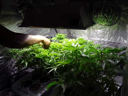 Example of a grower tending to his cannabis garden by bending over the tallest stems down and away from the center of the plant so that it grows flat like a table