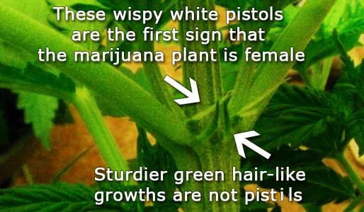 Picture showing the first signs of a female cannabis plant