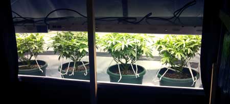 Using fluorescent lights to grow cannabis