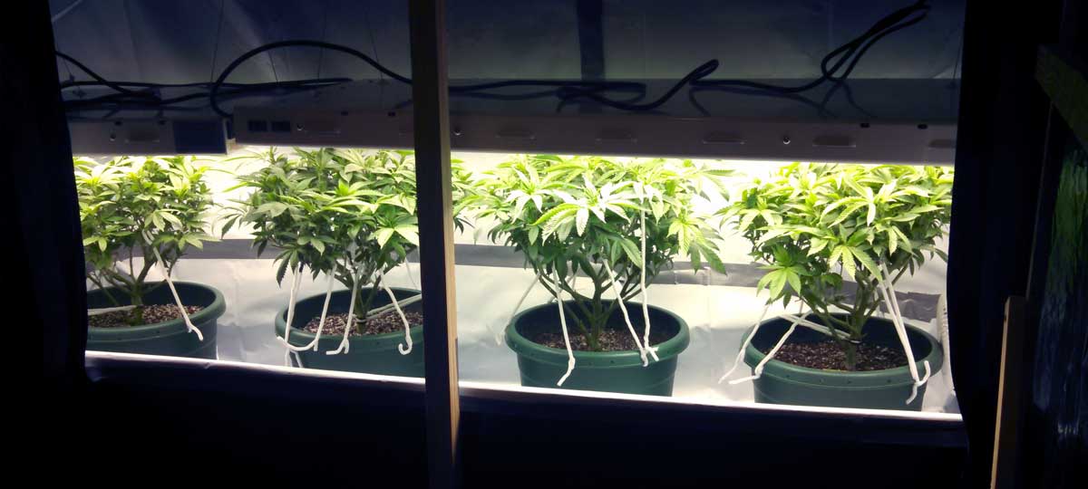 Using T5 Grow Lights For Cannabis Cultivation Grow Weed Easy