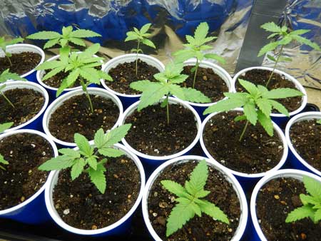 Example of several healthy cannabis seedlings - get the best genetics by starting with marijuana seeds from a trusty breeder!