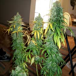 Growing cannabis flowering stage