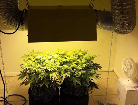 Example of an HPS setup with an exhaust in a grow room. In order to keep HPS lights cool, it's usually necessary to use some sort of cooling system to vent out extra heat.