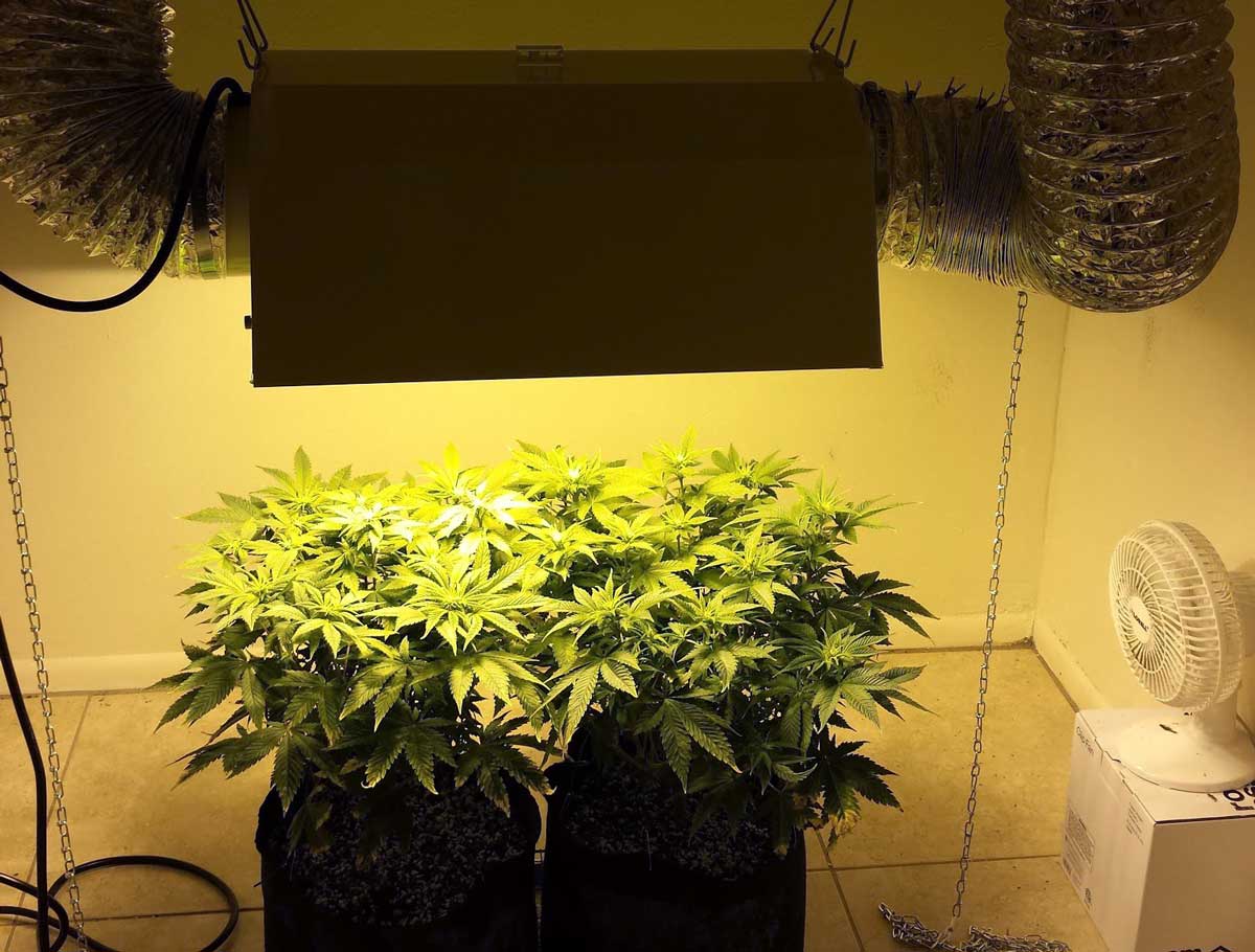 Mh Hps Grow Light Weed