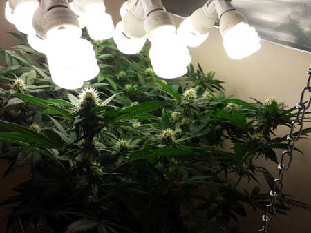 Keep CFL grow lights as close to your marijuana buds as possible in the flowering stage, but don't accidentally burn them!