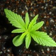 Marijuana seedling is loving life