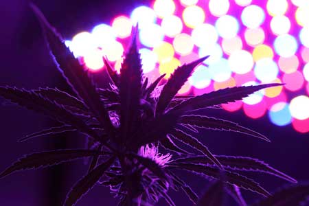 Example of a cannabis plant "looking up" at an LED grow light