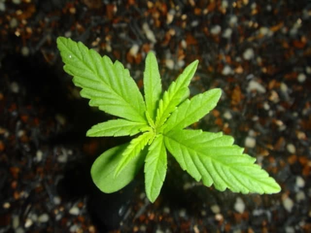 how long does it take to grow a marijuana plant