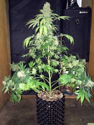 This Marijuana Plant was allowed to grow tall and untrained - notice how only one cola has grow thick, because it was the closest to the grow lights
