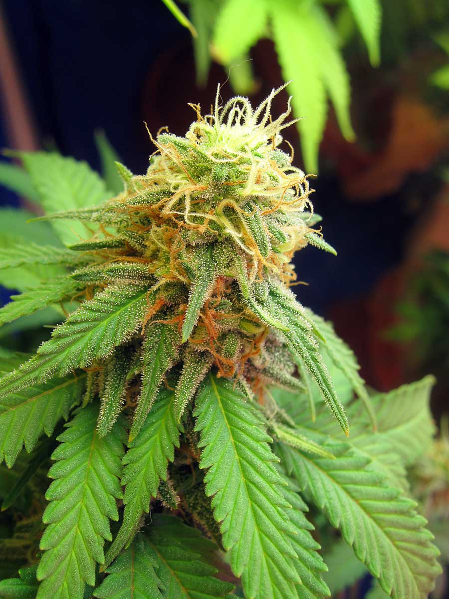 When To Harvest Cannabis With Perfect Timing