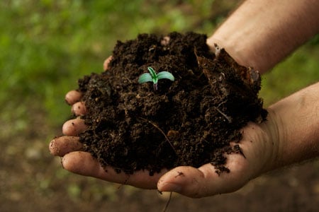 Young cannabis seedling growing in rich soil in a person's hands