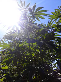 Example of happy cannabis plants growing under the sun - grow lights are needed to replace the sun when growing marijuana indoors!