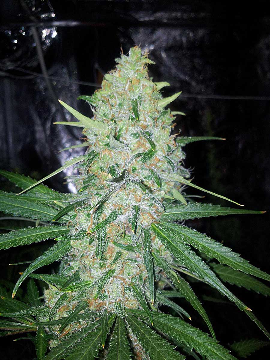 when to harvest cannabis when to harvest cannabis