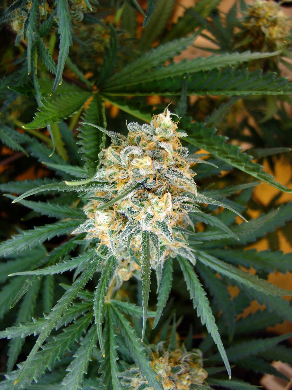 This Sativa plant keeps putting out new pistils over and over. At some point you need to just decide it