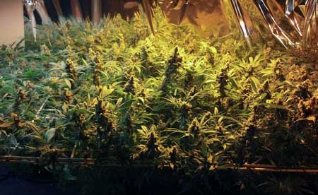 ScrOG - example of marijuana plants in a "Screen of Green" setup