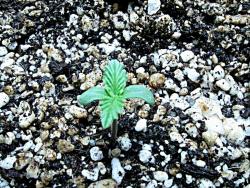 buy marijuana seedlings buy marijuana seedlings