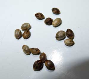 Several Sour Diesel Cannabis Seeds = although they are different colors, these are all viable cannabis seeds.