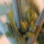 Male Cannabis Plant Close-up with balls in full view