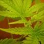 Can male weed plants grow buds