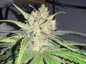 This bud could be harvested now, but it wouldn't reach its maximum size or potency.