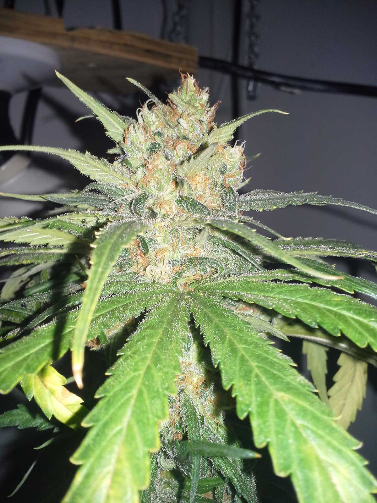 All the pistils have mostly darkened and curled in, so you know this cannabis cola is ready to harvest