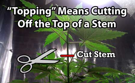 Definition of "topping" cannabis - Topping means to cut off the top of a stem. It can refer to the main stem, but also other stems can also be topped.