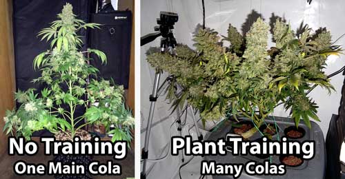 Example of an untrained cannabis plant vs a trained cannabis plant. The au naturel plant only has one long, thick cola, while the trained plant has many. 