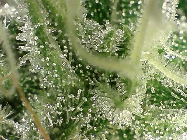 Trichome Color Chart