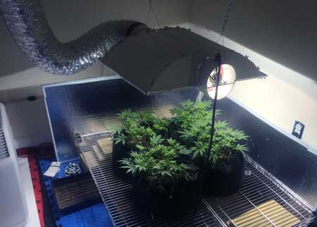Fluorescent lamp for growing weed