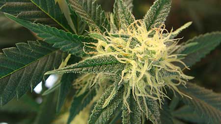 How to grow and harvest cannabis