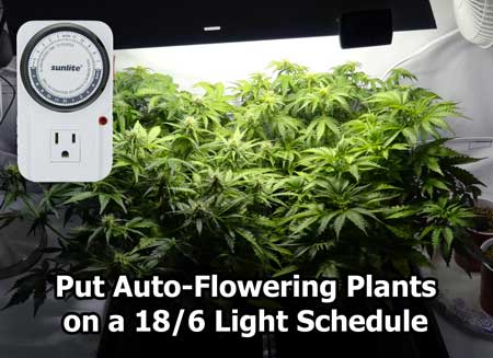 These auto-flowering marijuana plants that are about halfway to harvest. Is 18/6 the best light schedule for growing autos? 