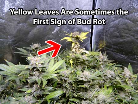 One of the first signs of bud rot is often yellow leaves where the mold is taking hold. Bud rot is the result of thick cannabis buds combined with high humidity and poor air circulation.