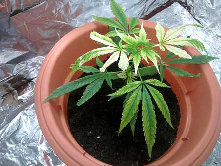 This apparent cannabis potassium deficiency looks like a pH problem, but it's actually been caused by overwatering