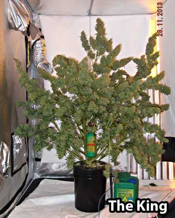 best light schedule for auto flowering strains grow another name for blue