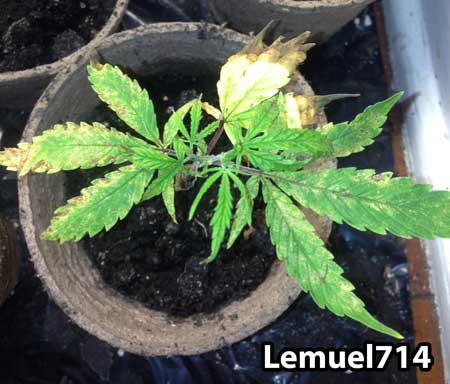 Cannabis bladeren beschadigd door de schimmel gnats