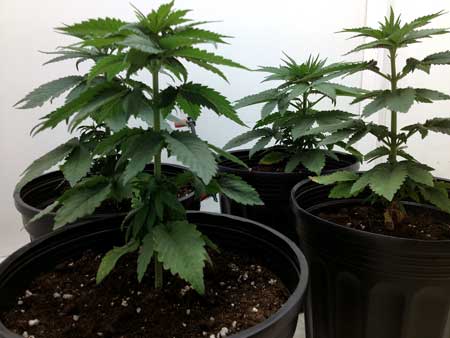 These happy weed plants were just transplanted into their new containers!